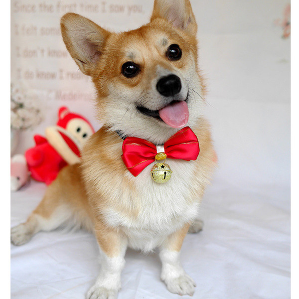 Papion frumos roșu cu clopoțel de câine