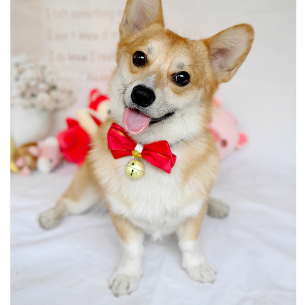 Papion frumos roșu cu clopoțel de câine