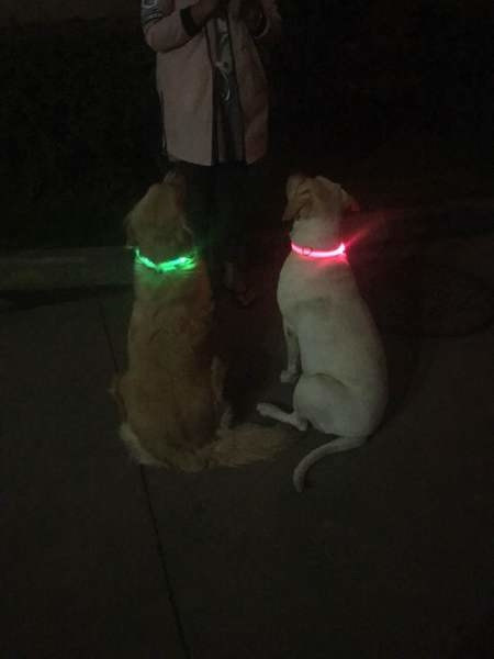 Αναβοσβήνει κολάρο LED για κατοικίδια ζώα