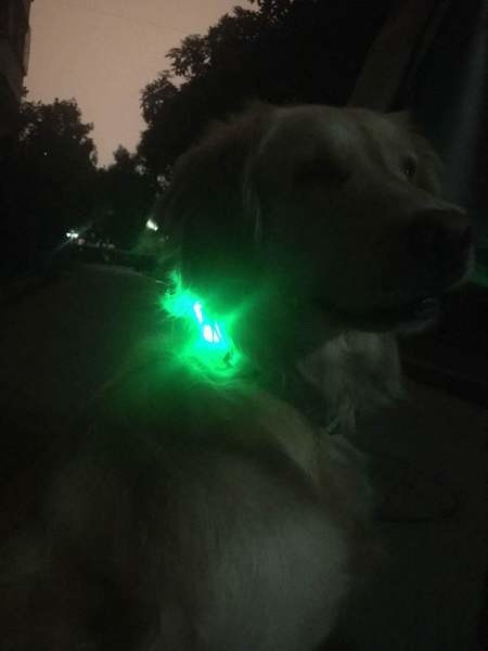 Αναβοσβήνει κολάρο LED για κατοικίδια ζώα