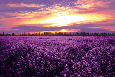 Пъзел от 500 парчета различни картини