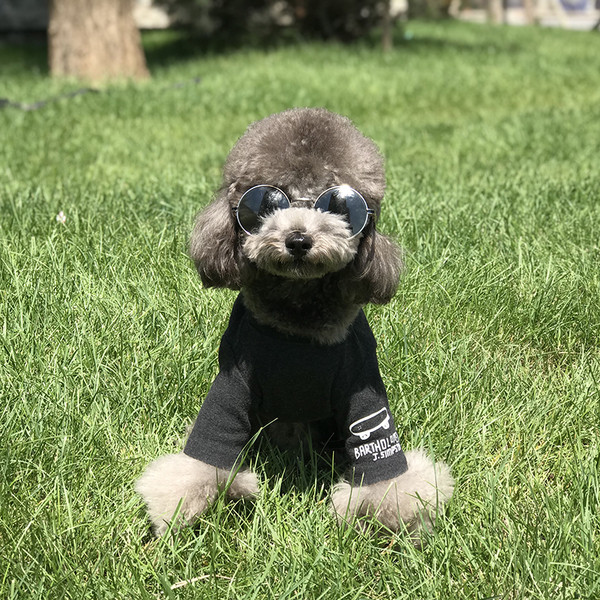 Ενδιαφέρουσες ενδυμασίες για ένα σκύλο με έγχρωμη εφαρμογή σε δύο χρώματα