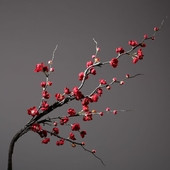 Διακοσμητικά λουλούδια σε διάφορα χρώματα