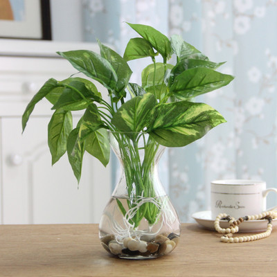 Καλλωπιστικά φυτά σε διάφορα χρώματα