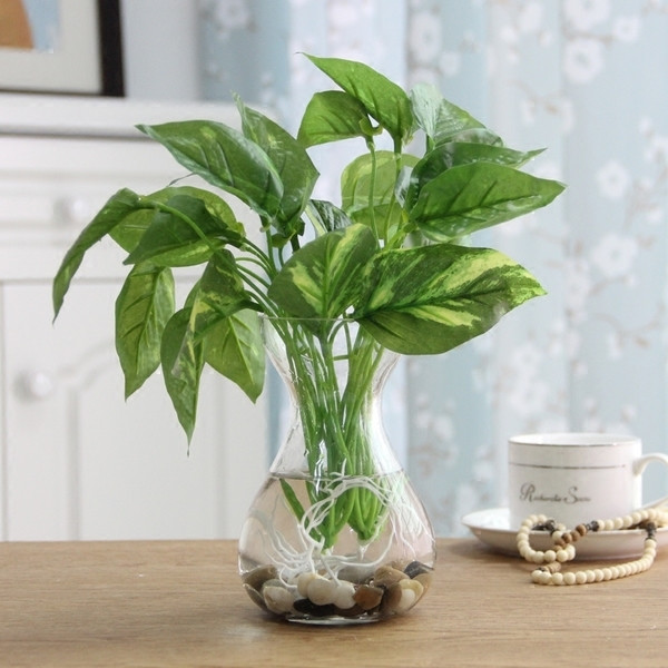 Καλλωπιστικά φυτά σε διάφορα χρώματα