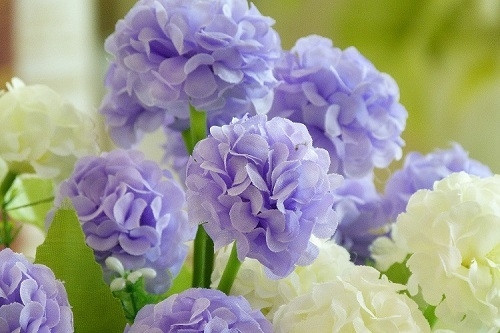 Декоративен зюмбюл в няколко цвята