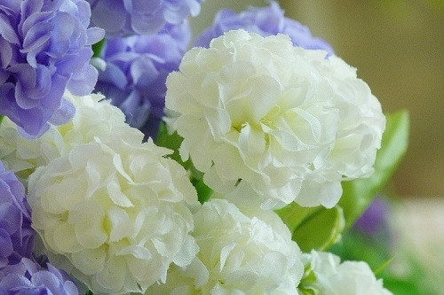 Декоративен зюмбюл в няколко цвята