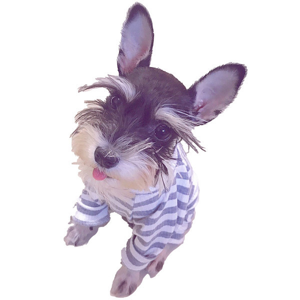 Раиран гащеризон за кучета с цветна апликация в два цвята 