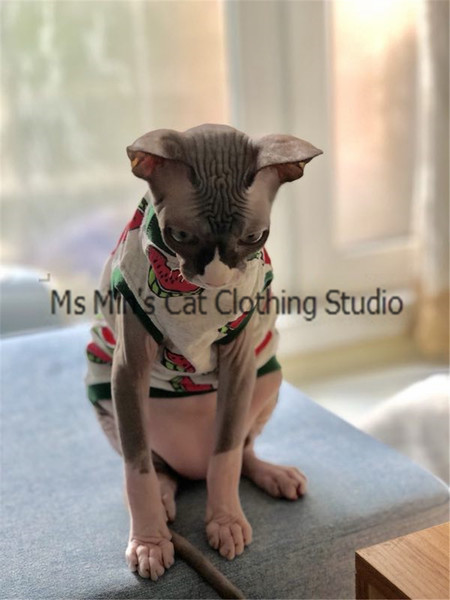 Ενδιαφέρουσες ενδυμασίες για γάτες με έγχρωμες εφαρμογές