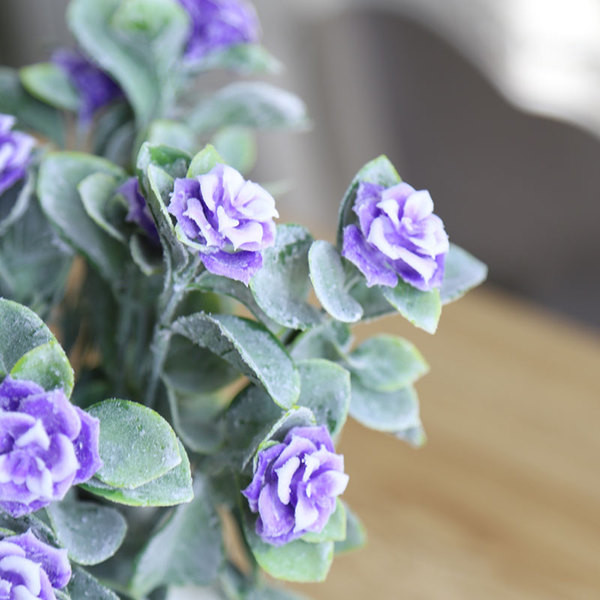 Декоративно цвете в няколко цвята